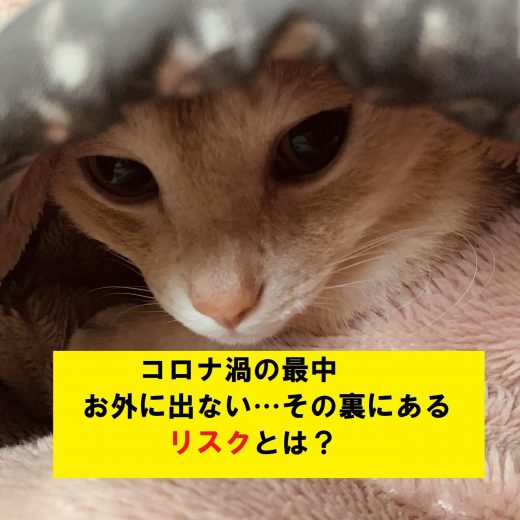 ATU　福岡　警備　毛布にくるまった猫
