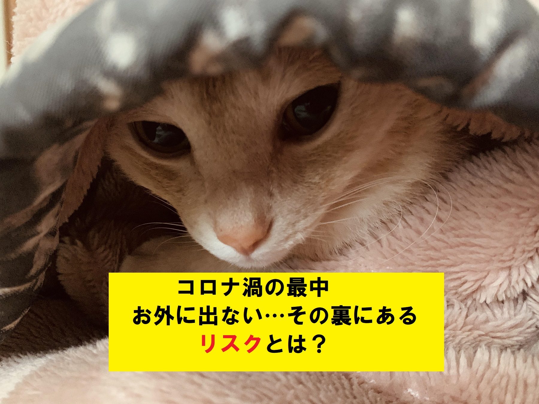 ATU　福岡　警備　毛布にくるまった猫
