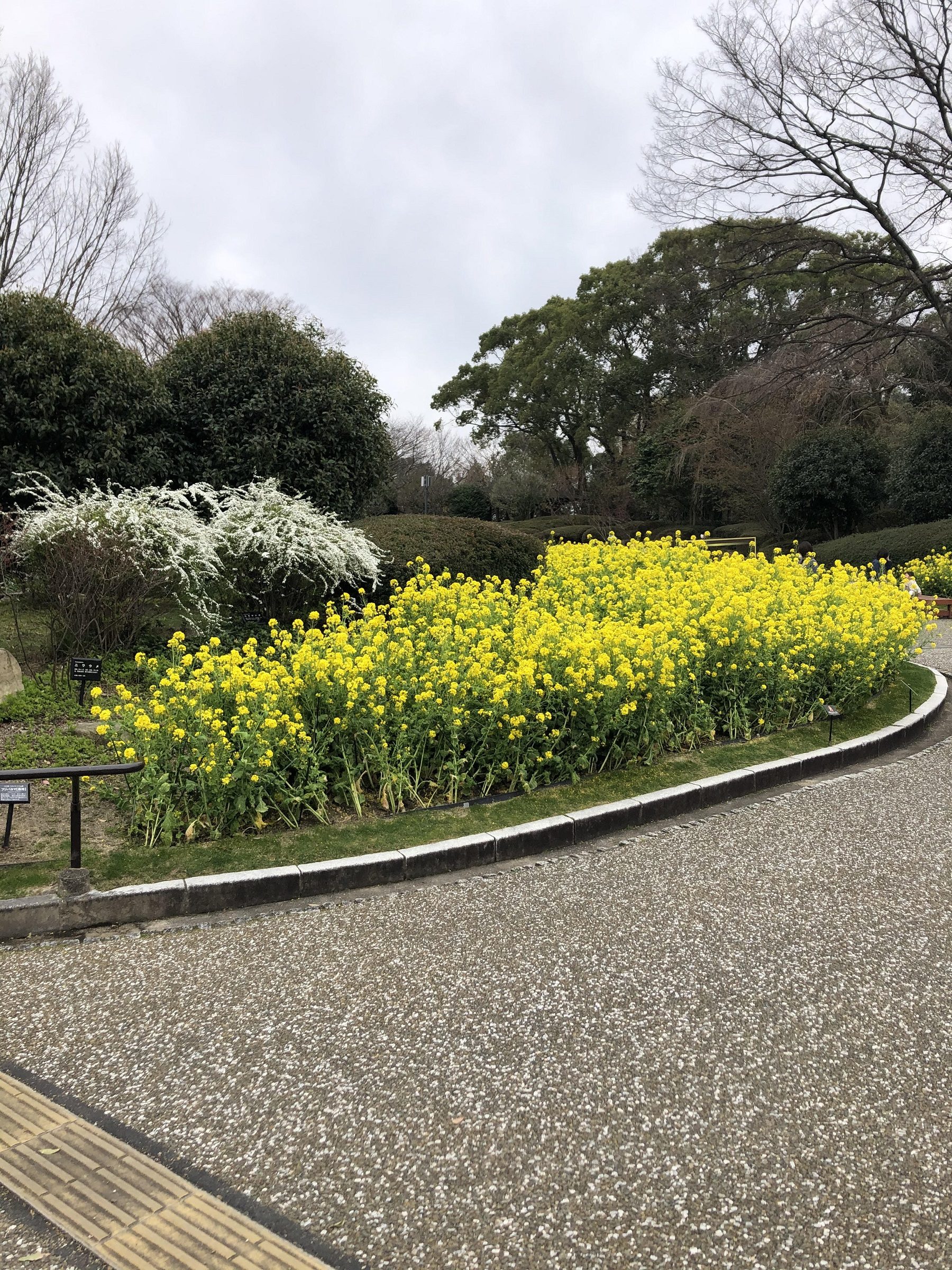 ATU　福岡　警備　動植物園　菜の花
