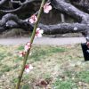 ATU　福岡　警備　動植物園　梅